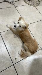 Found/Stray Female Dog last seen Nuevo Animal hosp, Perris, CA 92571