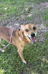 Shelter Stray Male Dog last seen Near Clubhouse Circle E A, 30032, GA, 3280 Chamblee Dunwoody Rd, Chamblee, GA 30341, USA