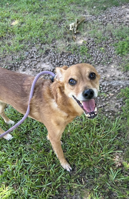 Shelter Stray Male Dog last seen Near Clubhouse Circle E A, 30032, GA, 3280 Chamblee Dunwoody Rd, Chamblee, GA 30341, USA