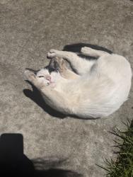 Found/Stray Unknown Cat last seen Oak grove high school, San Jose, CA 95123