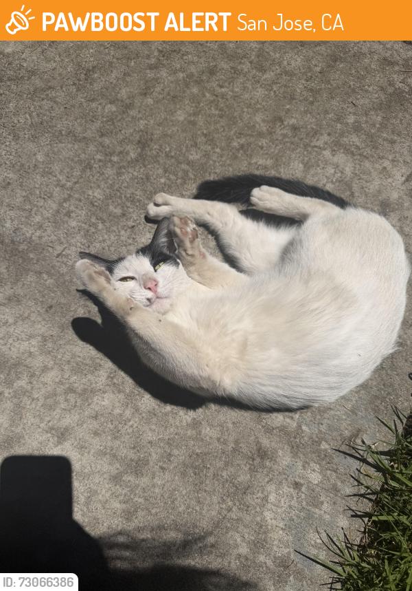 Found/Stray Unknown Cat last seen Oak grove high school, San Jose, CA 95123