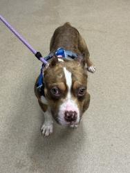 Shelter Stray Male Dog last seen Otello ave / Williams street, Clarkston, GA 30032, 30032, GA, 3280 Chamblee Dunwoody Rd, Chamblee, GA 30341, USA