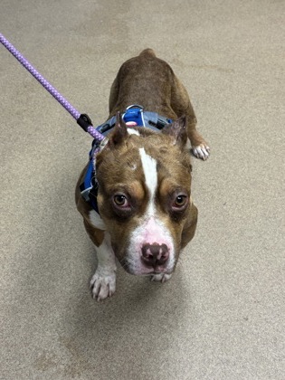 Shelter Stray Male Dog last seen Otello ave / Williams street, Clarkston, GA 30032, 30032, GA, 3280 Chamblee Dunwoody Rd, Chamblee, GA 30341, USA