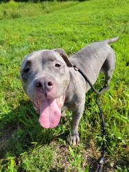 Shelter Stray Male Dog last seen Near ridgeview dr, Atlanta, GA, 1251 Fulton Industrial Blvd NW, Atlanta, GA 30336, USA