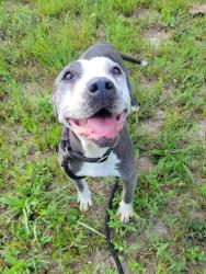 Shelter Stray Female Dog last seen Near sable glen rd, South Fulton, GA, 1251 Fulton Industrial Blvd NW, Atlanta, GA 30336, USA