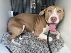 Shelter Stray Female Dog last seen Near Camberbridge Dr, Johns Creek, , 1251 Fulton Industrial Blvd NW, Atlanta, GA 30336, USA
