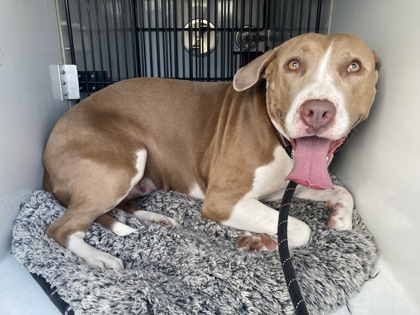 Shelter Stray Female Dog last seen Near Camberbridge Dr, Johns Creek, , 1251 Fulton Industrial Blvd NW, Atlanta, GA 30336, USA