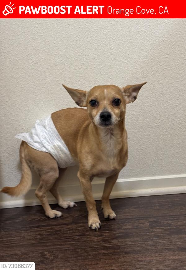 Lost Male Dog last seen Hill Ave, Orange Cove, CA 93646