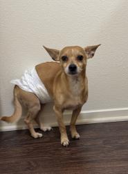 Lost Male Dog last seen Hill Ave, Orange Cove, CA 93646