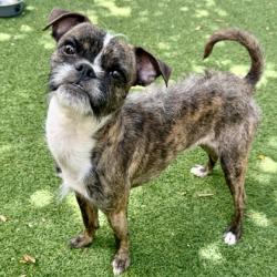 Shelter Stray Male Dog last seen Fruitvale and Foothill, Oakland, CA, 1101 29th Ave, Oakland, CA 94601, USA