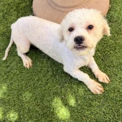 Shelter Stray Male Dog last seen 92nd Ave and Sunnyside, Oakland, CA, 1101 29th Ave, Oakland, CA 94601, USA
