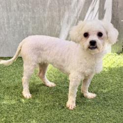 Shelter Stray Female Dog last seen 92nd Ave and Sunnyside, Oakland, CA, 1101 29th Ave, Oakland, CA 94601, USA