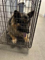 Shelter Stray Female Dog last seen W San Madele & N Tillman Ave, Fresno Zone Fresno CO 2 93711, CA, 1510 W Dan Ronquillo Dr, Fresno, CA 93706, USA