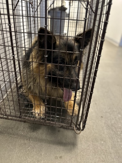 Shelter Stray Female Dog last seen W San Madele & N Tillman Ave, Fresno Zone Fresno CO 2 93711, CA, 1510 W Dan Ronquillo Dr, Fresno, CA 93706, USA