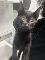 Shelter Stray Male Cat last seen Near Dowling St, Oakland, CA, 1101 29th Ave, Oakland, CA 94601, USA