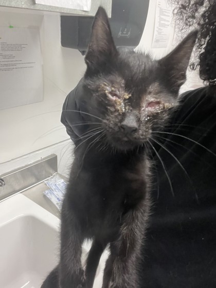 Shelter Stray Male Cat last seen Near Dowling St, Oakland, CA, 1101 29th Ave, Oakland, CA 94601, USA