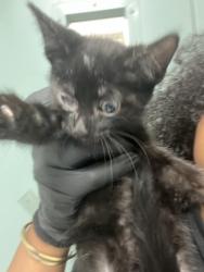 Shelter Stray Male Cat last seen Near Dowling St, Oakland, CA, 1101 29th Ave, Oakland, CA 94601, USA