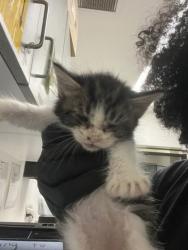 Shelter Stray Male Cat last seen Near Dowling St, Oakland, CA, 1101 29th Ave, Oakland, CA 94601, USA