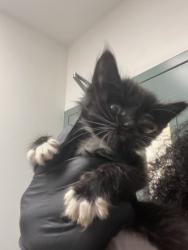 Shelter Stray Male Cat last seen Near Dowling St, Oakland, CA, 1101 29th Ave, Oakland, CA 94601, USA
