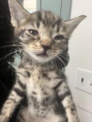 Shelter Stray Male Cat last seen Near Dowling St, Oakland, CA, 1101 29th Ave, Oakland, CA 94601, USA