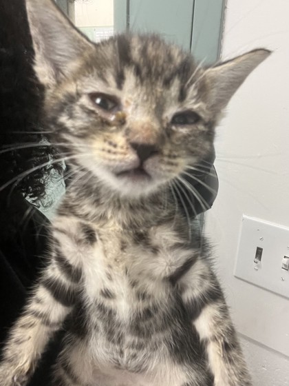 Shelter Stray Male Cat last seen Near Dowling St, Oakland, CA, 1101 29th Ave, Oakland, CA 94601, USA