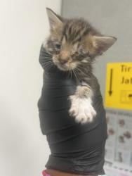 Shelter Stray Male Cat last seen Near Dowling St, Oakland, CA, 1101 29th Ave, Oakland, CA 94601, USA