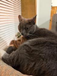 Reunited Female Cat last seen Near premier Hotel, days inn , North Bergen, NJ 07047