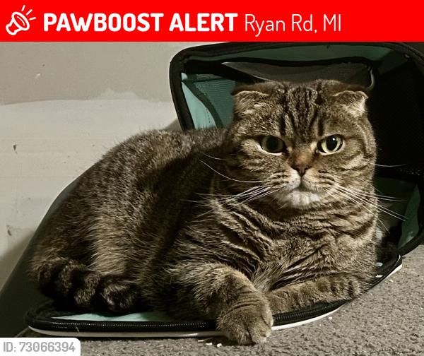 Lost Female Cat last seen San Simeon and Ryan rd, Ryan Rd, MI 48310