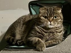Lost Female Cat last seen San Simeon and Ryan rd, Ryan Rd, MI 48310