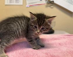 Shelter Stray Female Cat last seen Near Harbor Drive, Oceanside, CA, 92054, Oceanside, CA 92058, USA