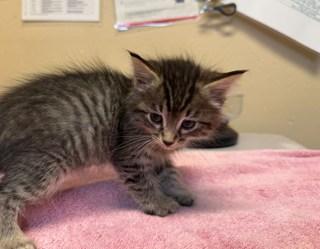 Shelter Stray Female Cat last seen Near Harbor Drive, Oceanside, CA, 92054, Oceanside, CA 92058, USA