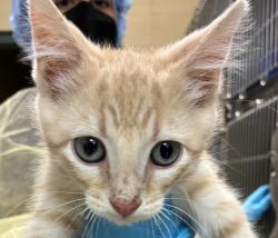 Shelter Stray Male Cat last seen NW Phoenix Dr and NW Frontage Rd, TROUTDALE, OR, 97060, 1700 W Historic Columbia River Hwy, Troutdale, OR 97060, USA