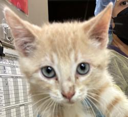 Shelter Stray Male Cat last seen NW Phoenix Dr and NW Frontage Rd, TROUTDALE, OR, 97060, 1700 W Historic Columbia River Hwy, Troutdale, OR 97060, USA