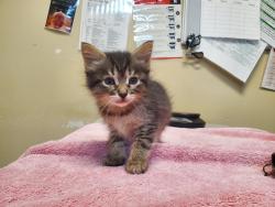Shelter Stray Female Cat last seen Near Harbor Drive, Oceanside, CA, 92054, Oceanside, CA 92058, USA