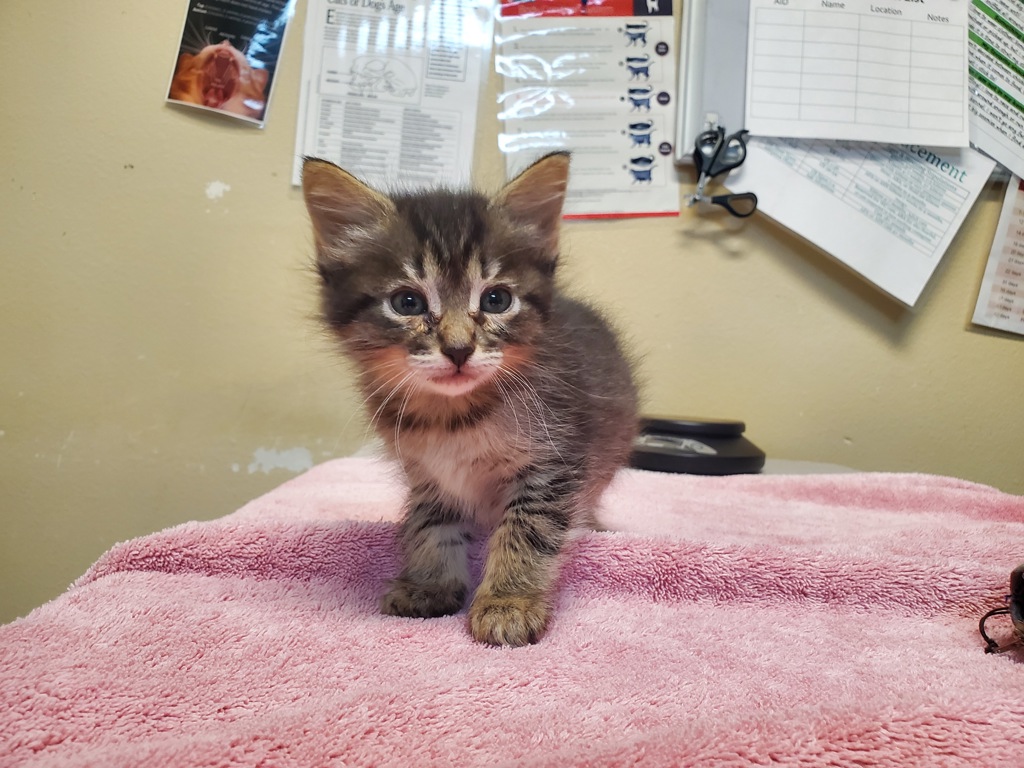 Shelter Stray Female Cat last seen Near Harbor Drive, Oceanside, CA, 92054, Oceanside, CA 92058, USA