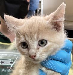 Shelter Stray Male Cat last seen NW Phoenix Dr and NW Frontage Rd, TROUTDALE, OR, 97060, 1700 W Historic Columbia River Hwy, Troutdale, OR 97060, USA