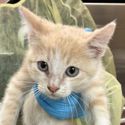 Shelter Stray Male Cat last seen NW Phoenix Dr and NW Frontage Rd, TROUTDALE, OR, 97060, 1700 W Historic Columbia River Hwy, Troutdale, OR 97060, USA