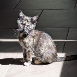 Shelter Stray Female Cat last seen Near Holway Street, OAKLAND, CA, 94621, 8323 Baldwin St, Oakland, CA 94621, USA