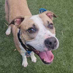 Shelter Stray Male Dog last seen , Animal Care & Control Team of Philly, 111 W Hunting Park Ave, Philadelphia, PA 19140, USA