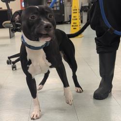 Shelter Stray Male Dog last seen , Animal Care & Control Team of Philly, 111 W Hunting Park Ave, Philadelphia, PA 19140, USA