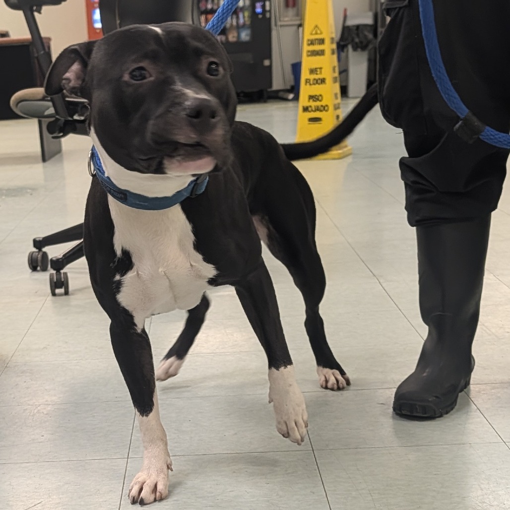 Shelter Stray Male Dog last seen , Animal Care & Control Team of Philly, 111 W Hunting Park Ave, Philadelphia, PA 19140, USA