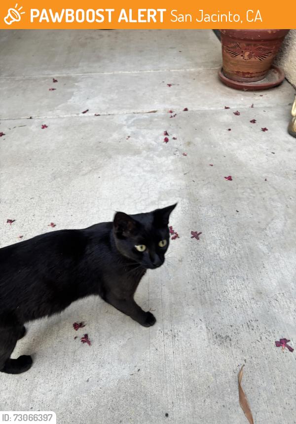 Found/Stray Female Cat last seen Sagecrest Drive & Chase Street, San Jacinto, CA 92583