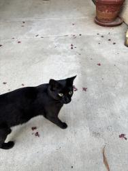 Found/Stray Female Cat last seen Sagecrest Drive & Chase Street, San Jacinto, CA 92583