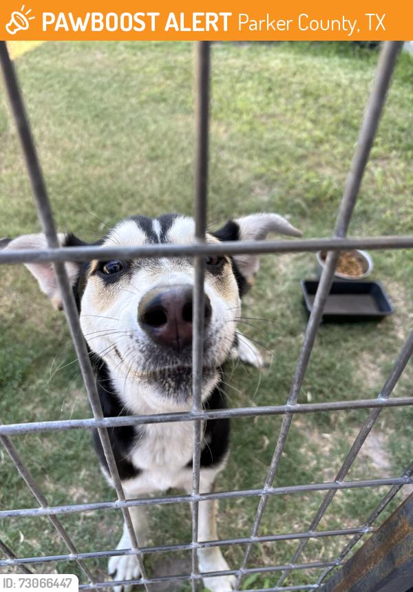 Found/Stray Unknown Dog last seen FM 5 /Annetta, Parker County, TX 76008