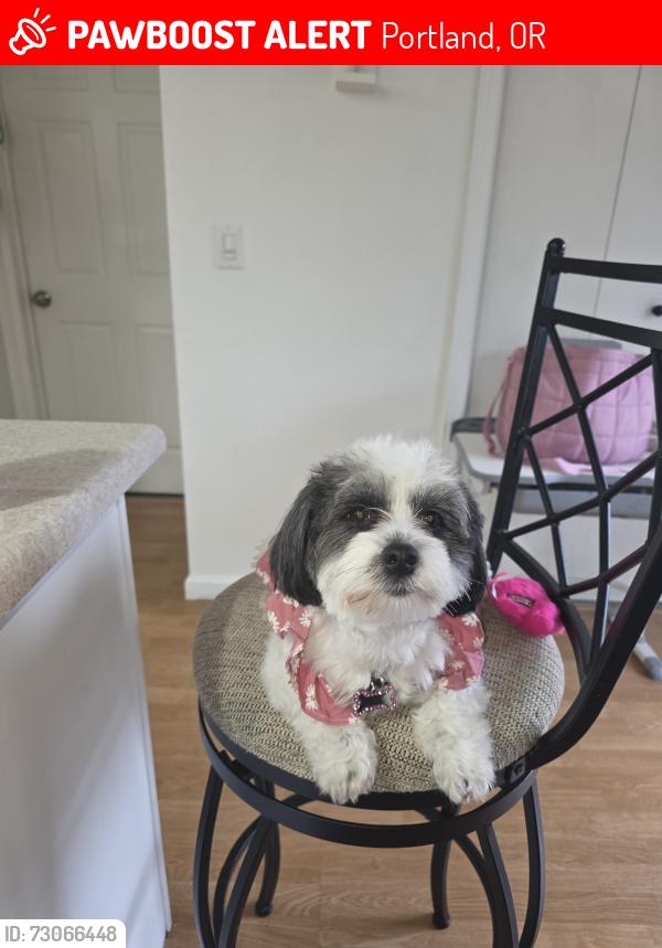 Lost Female Dog last seen Av 82 con la calle harney st Portland Oregon, Portland, OR 97206