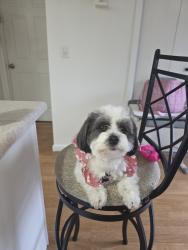 Lost Female Dog last seen Av 82 con la calle harney st Portland Oregon, Portland, OR 97206