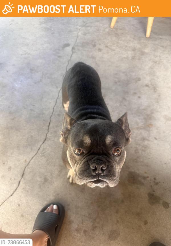 Found/Stray Male Dog last seen Mission and Phillips Dr., Pomona, CA 91766
