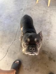Found/Stray Male Dog last seen Mission and Phillips Dr., Pomona, CA 91766