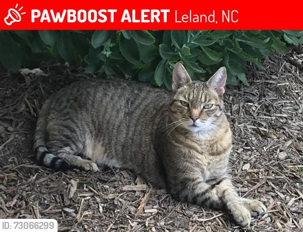 Lost Male Cat last seen Near Smoked Maple Dr., Leland, NC, Leland, NC 28451