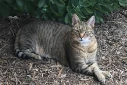Lost Male Cat last seen Near Smoked Maple Dr., Leland, NC, Leland, NC 28451